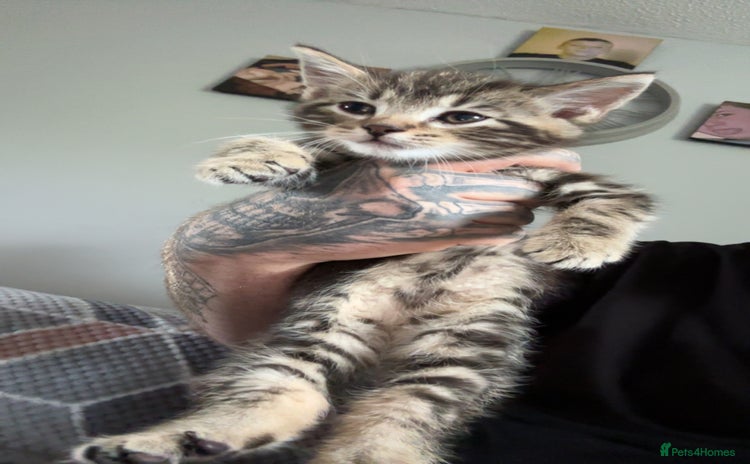 Mixed Breed cats - Advert 3