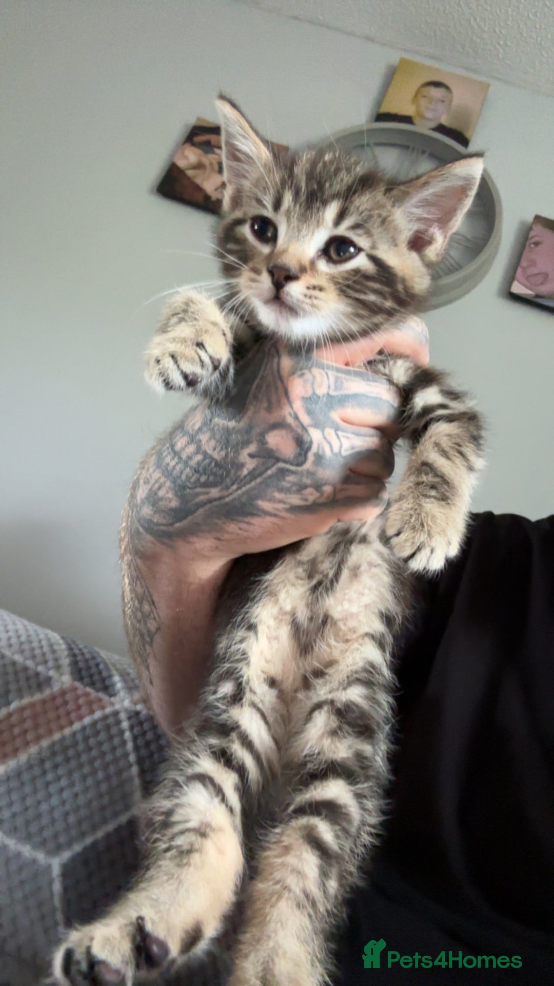 Mixed Breed cats for sale: Gorgeous mixed mainecoon kitten  - Image 1