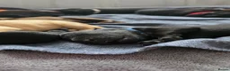 Labrador Retriever dogs for sale: Exceptional KC Champion Bloodline Pups - Advert 24