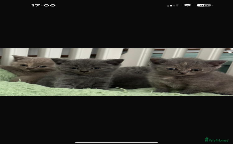 British Shorthair cats - Advert 12