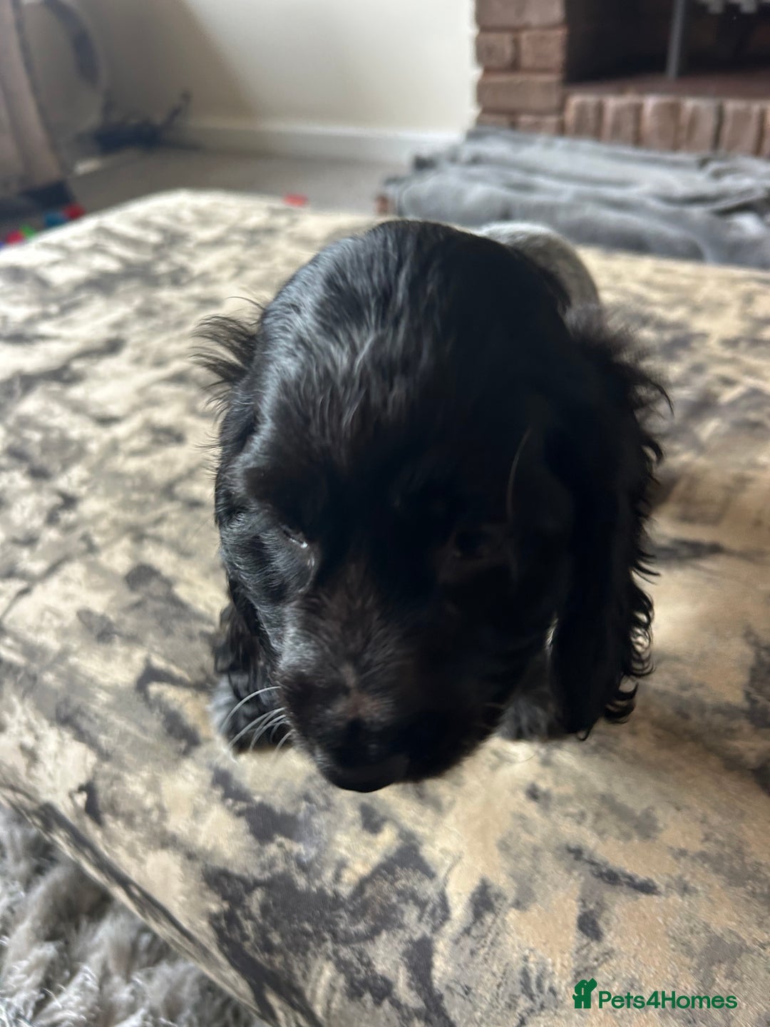 Cocker Spaniel dogs for sale: Blue roan cocker spaniels ready 17th September - Image 20