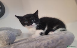 Mixed Breed cats for sale: Mixed British blue kittens  - Image 17