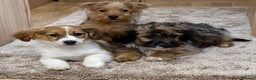 Jack Russell dogs for sale: Jack Russell Puppies… - Advert 26