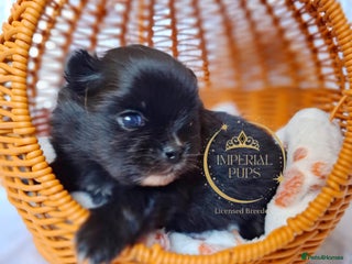 Pomeranian dogs KC Black Exquisite Girl white marking - Advert 2