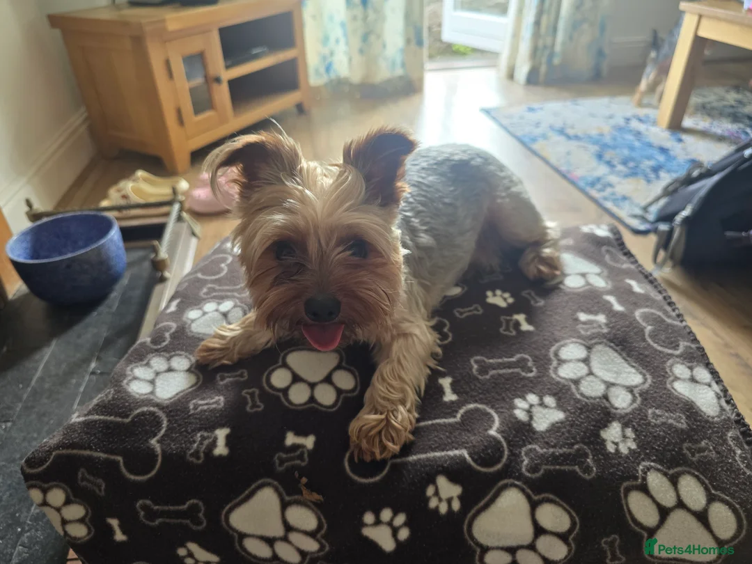 Yorkshire Terrier dogs for stud: 4 year old Yorksire terrier for stud in Southend-on-Sea - Advert 4