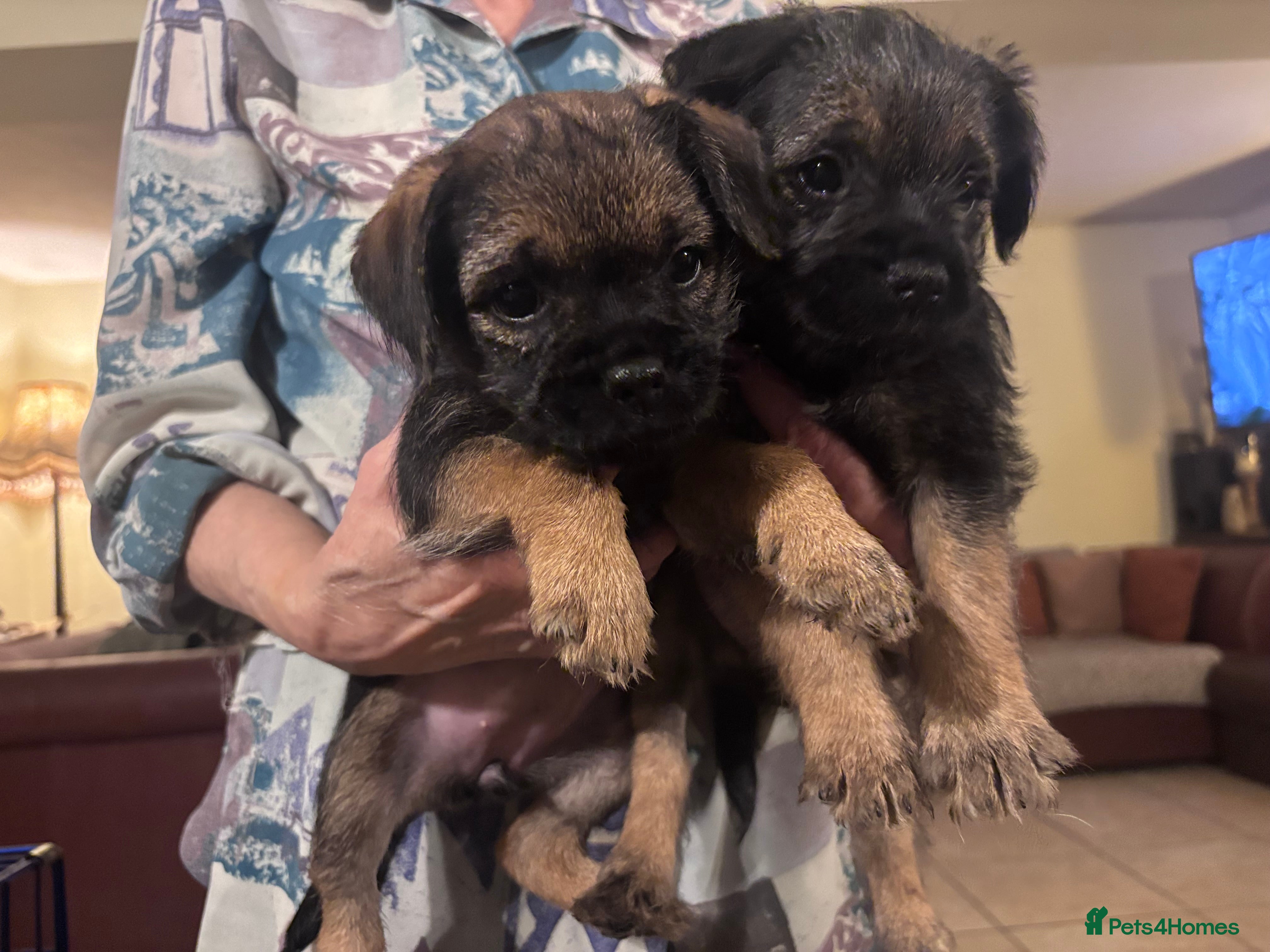 Border Terrier dogs Adorable Border Terrier Puppies Ready 22 Jan - Advert 1