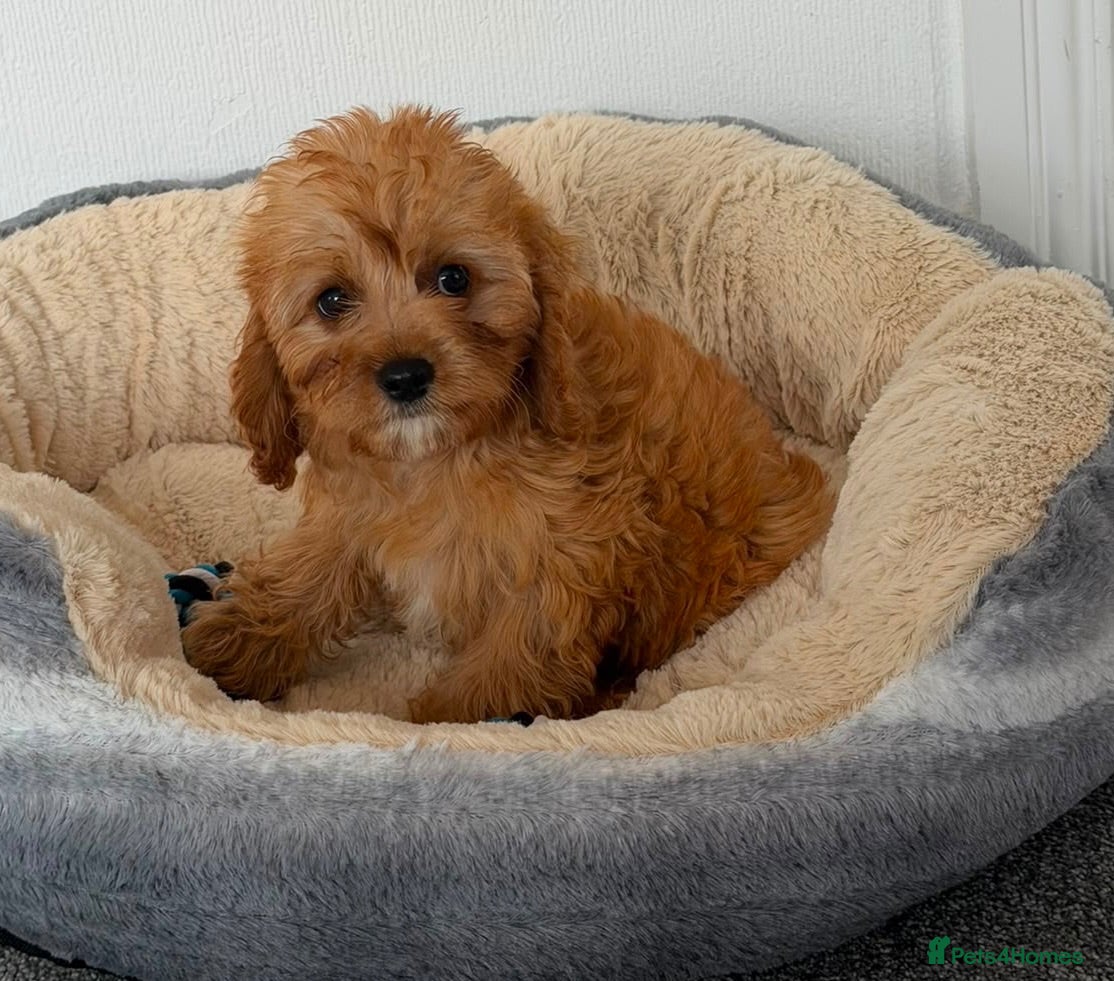 Cavapoo dogs Stunning f1 cavapoos ready now ! - Advert 2