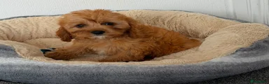 Cavapoo 2