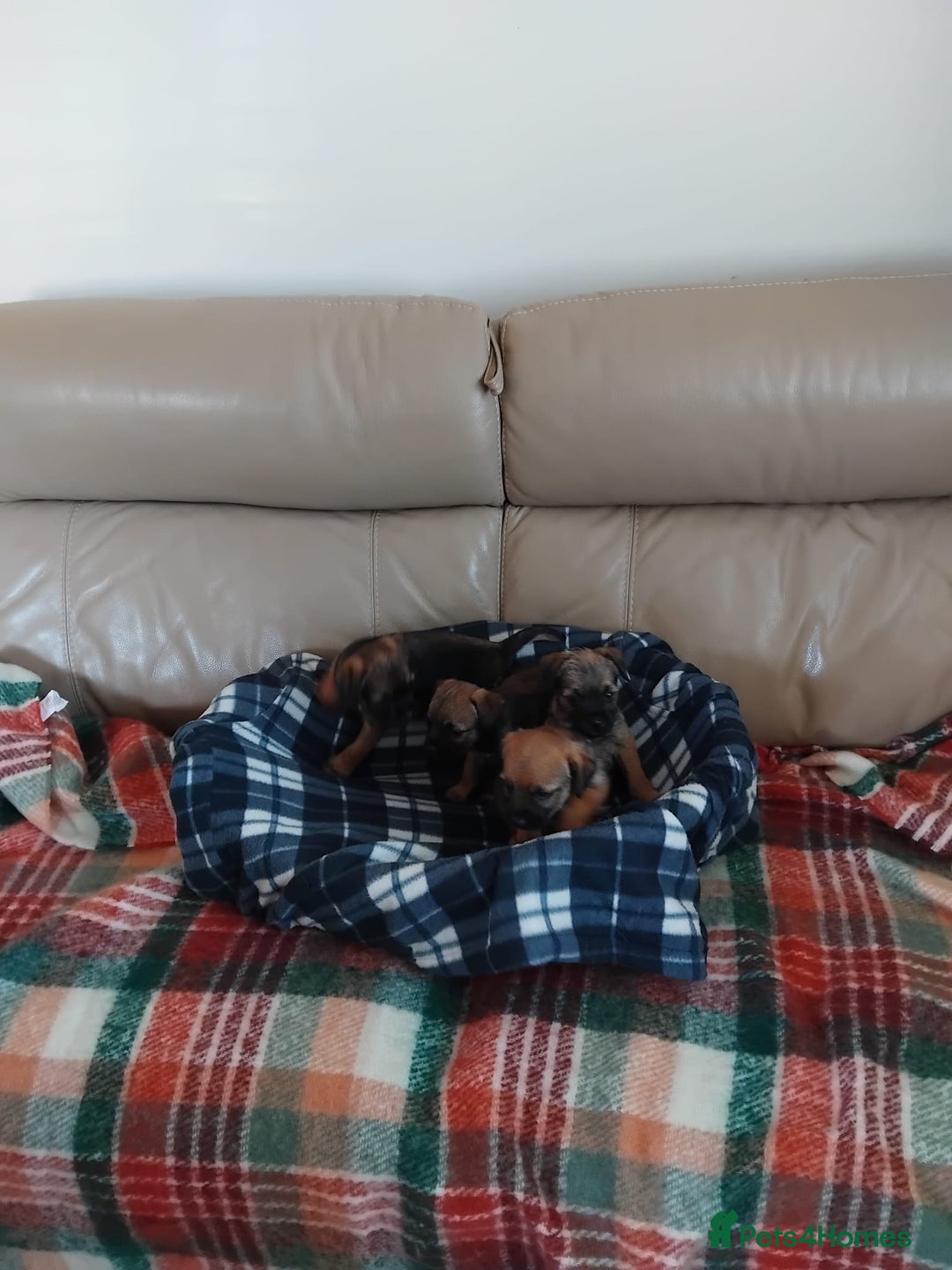 Border Terrier dogs for sale: Border terrier puppies  - Image 6