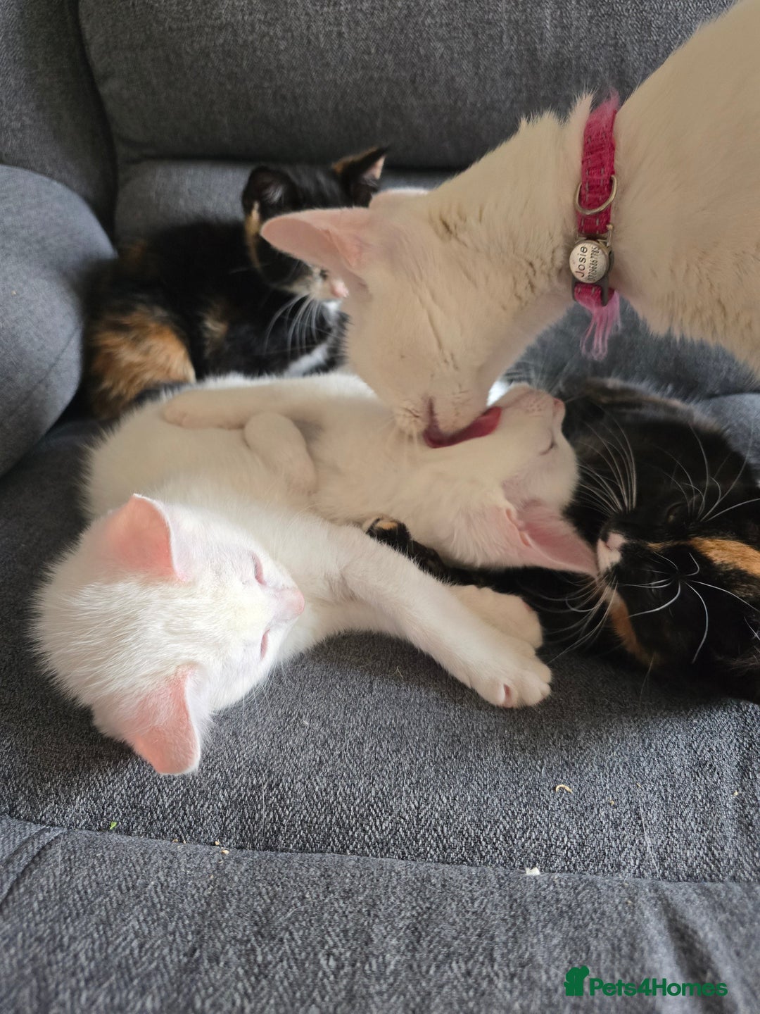 Mixed Breed cats for sale: 1 Gorgeous girl available  - Advert 8