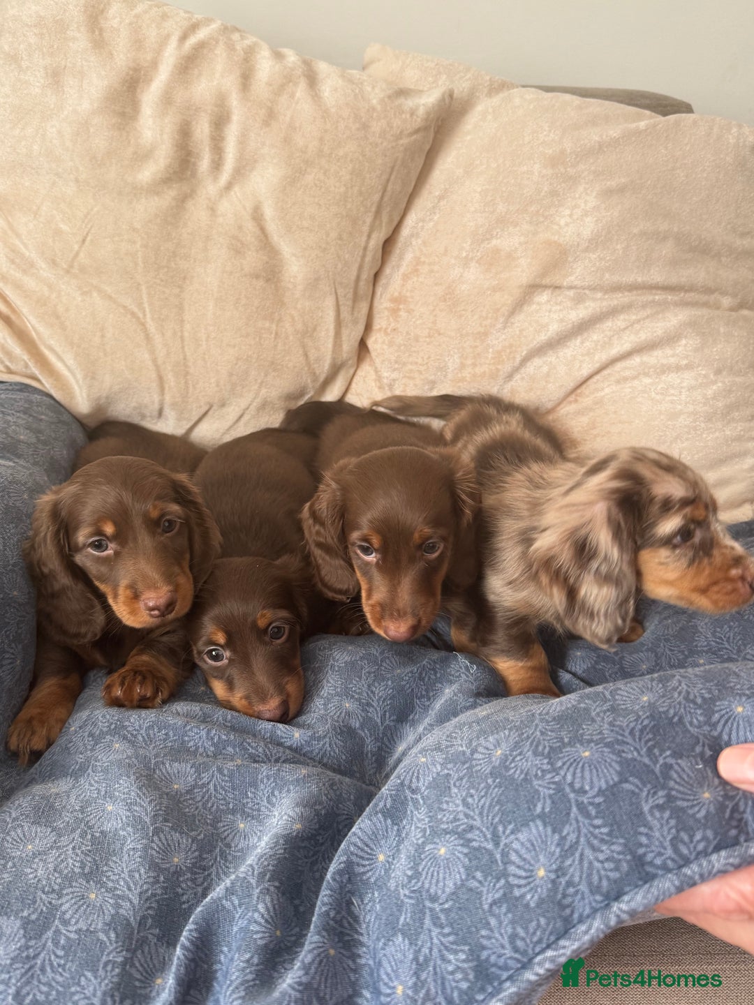 Dachshund dogs for sale: Mini Dachshund long haired  - Image 1