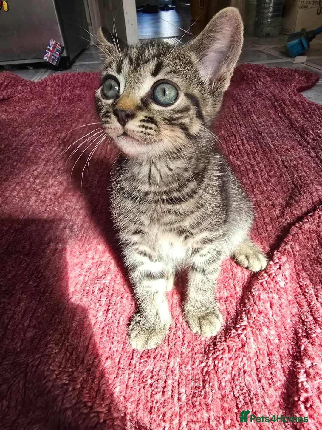 Mixed Breed cats for sale: Beautiful kittens  - Image 29