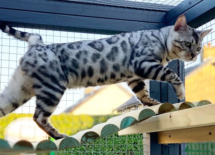 Bengal cats Beautiful big Silver spotted Bengal boy (ex stud) - Advert 12