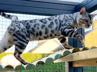 Bengal cats Beautiful big Silver spotted Bengal boy (ex stud) - Advert 19