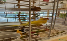 Parakeets birds for sale: Piña the yellow Kakariki - Image 1