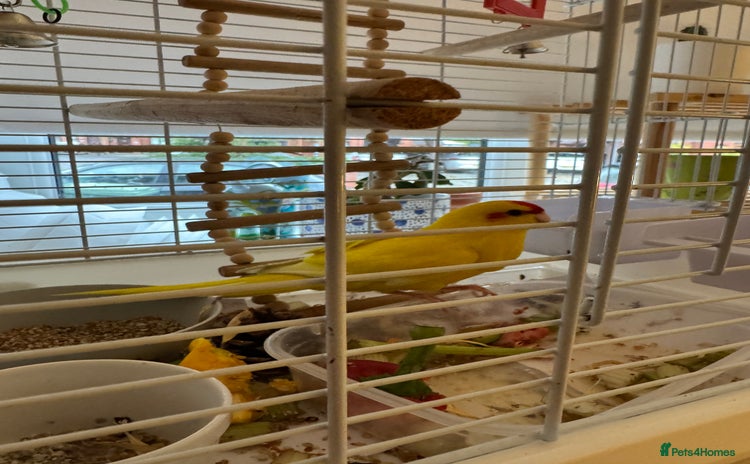 Parakeets birds - Advert 3