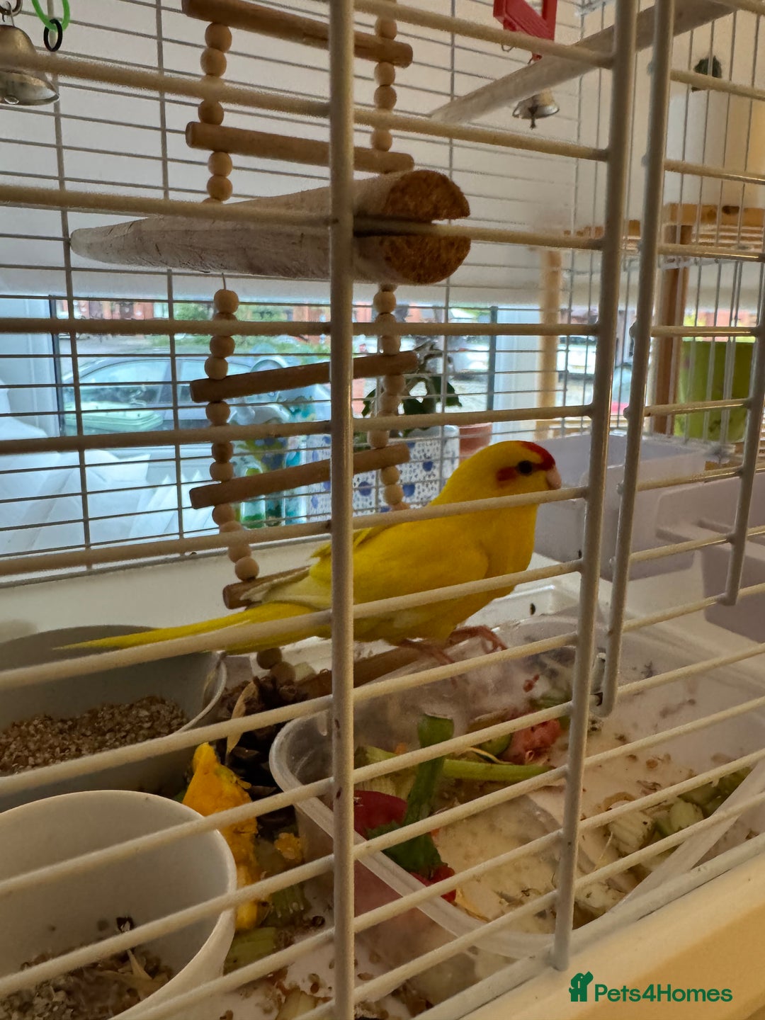 Parakeets birds for sale: Piña the yellow Kakariki - Image 1