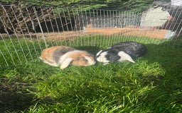 English rabbits for sale: Rabbits for rehoming  - Image 12