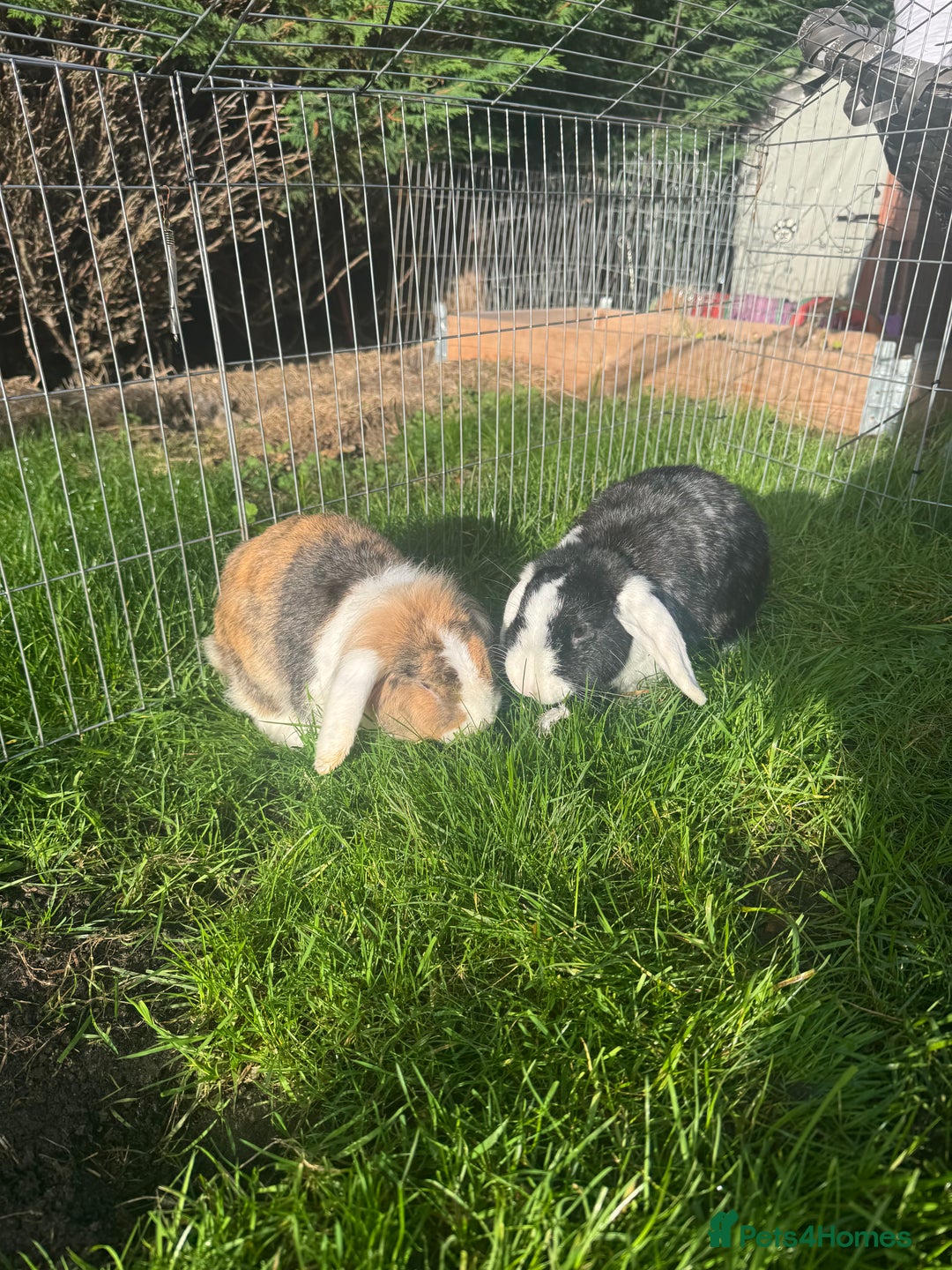 English rabbits for sale: Rabbits for rehoming  - Image 12