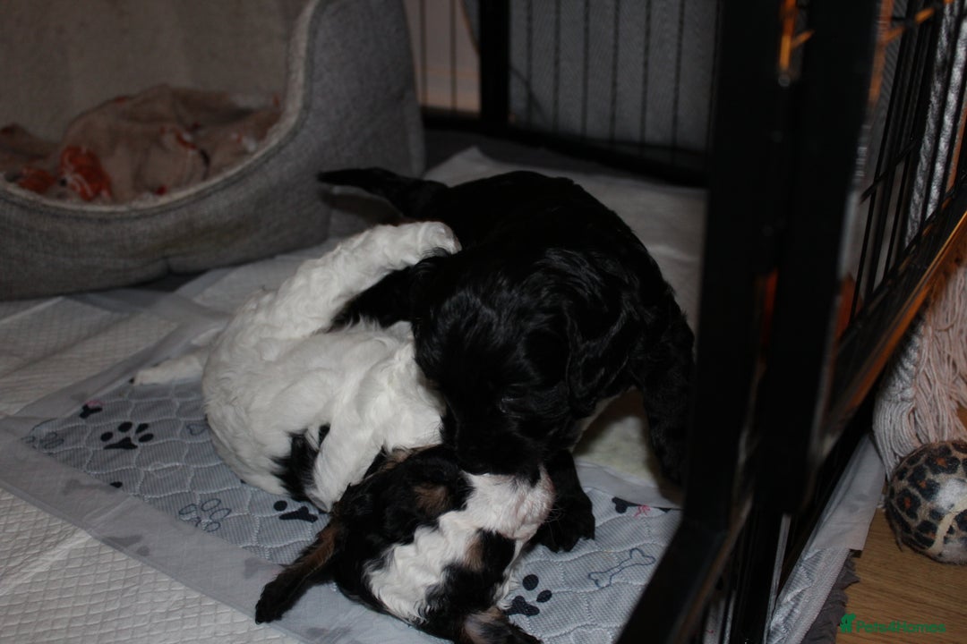 Cockapoo dogs for sale: Beautiful Cockapoo Puppies - Advert 5