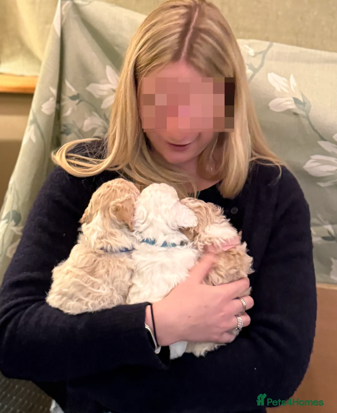 Labradoodle dogs for sale: Gorgeous 3rd Gen Miniature Labradoodle Puppies - Advert 10