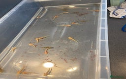 Axolotl reptiles for sale: BABY AXOLOTLS  - Image 1