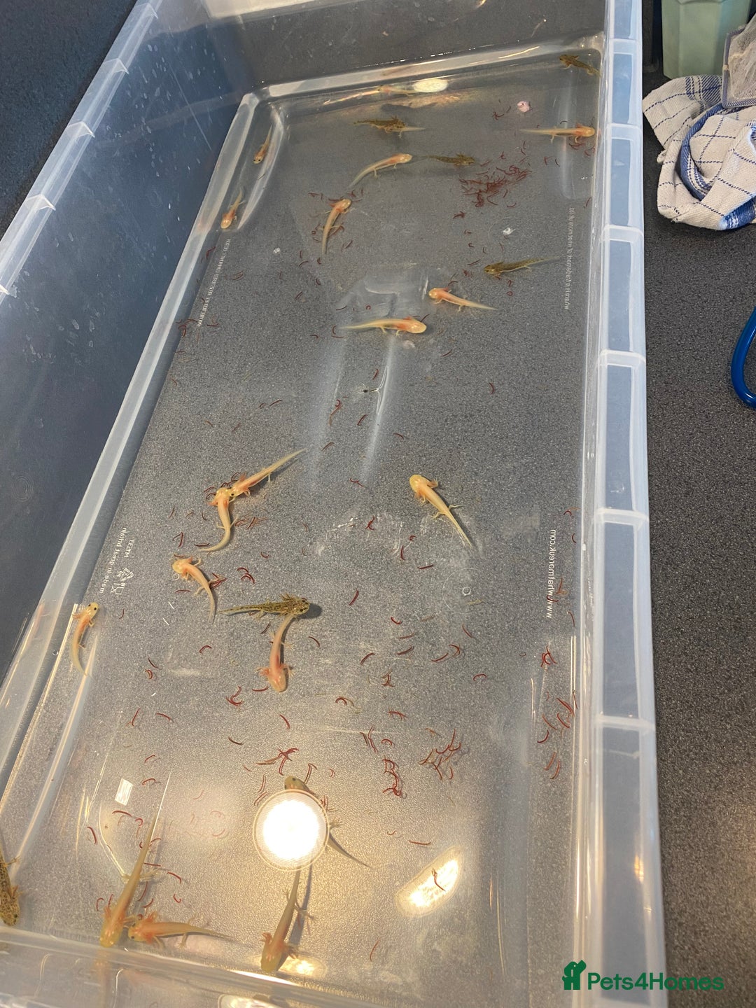 Axolotl reptiles for sale: BABY AXOLOTLS  - Image 1
