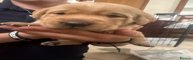 Labrador Retriever 5