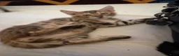 Bengal cats for sale: Bengal kittens pedigreed and registered - Advert 14