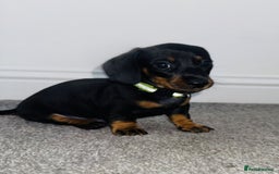 Miniature Dachshund dogs for sale: Miniature Dachshund Puppies – Black & Tan - Image 3