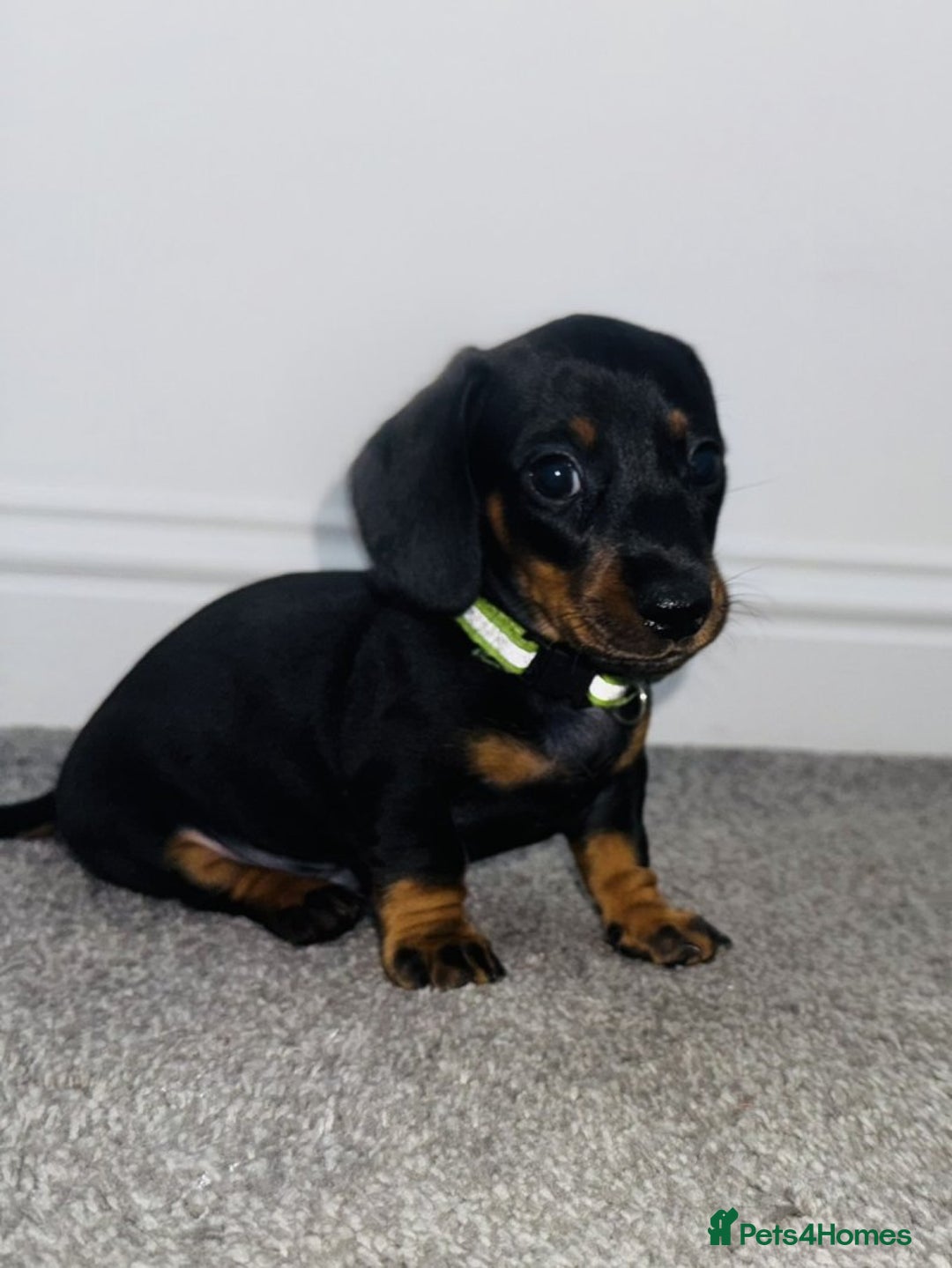 Miniature Dachshund dogs for sale: Miniature Dachshund Puppies – Black & Tan - Image 3