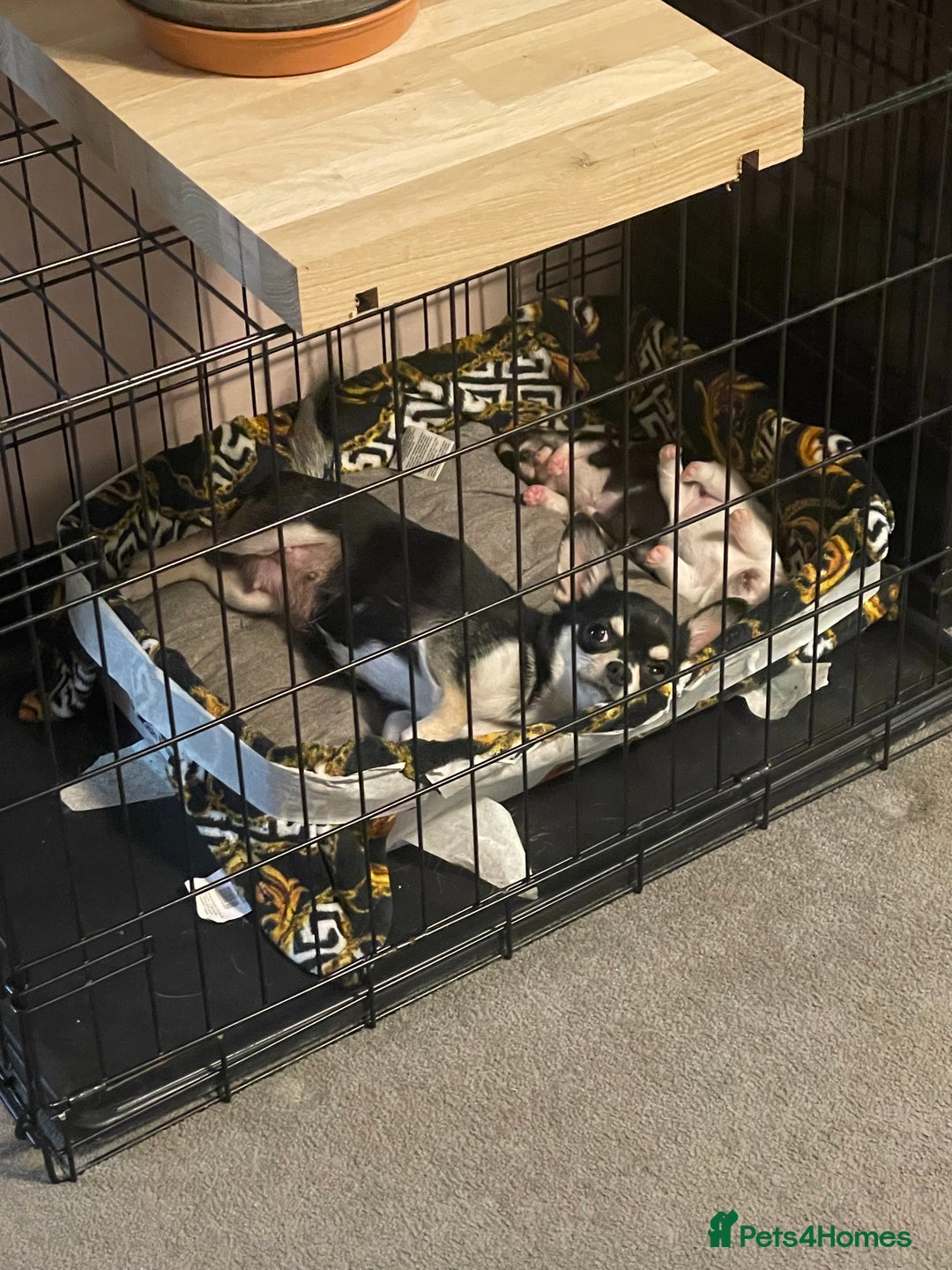 Chihuahua dogs for sale: Beautiful Longhaired Chihuahua Puppies  - Advert 7