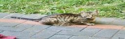 Mixed Breed cats for sale: 2 FREE BLACK KITTENS PLEASE READ DESCRIPTION - Advert 2