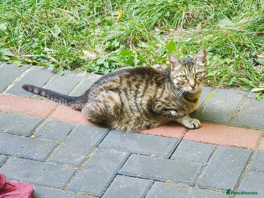 Mixed Breed cats for sale: 2 FREE BLACK KITTENS PLEASE READ DESCRIPTION - Advert 2