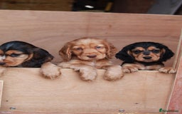 Cocker Spaniel dogs for sale: Full Cocker Spaniels Puppies  - Image 4