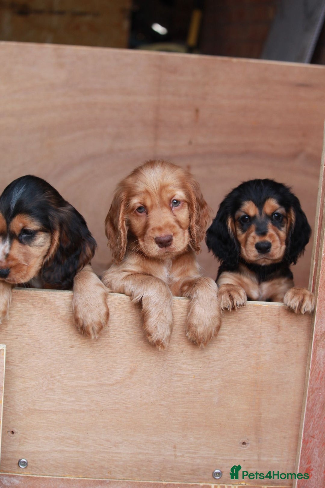 Cocker Spaniel dogs for sale: Full Cocker Spaniels Puppies  - Image 4