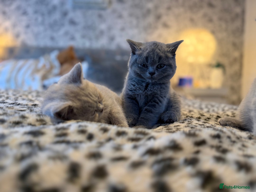 British Shorthair cats for sale: 3 Plush British shorthair kittens ❤️ - Advert 11