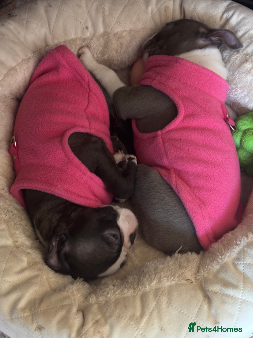 Boston Terrier dogs for sale: Beautiful Boston Boys - Advert 2