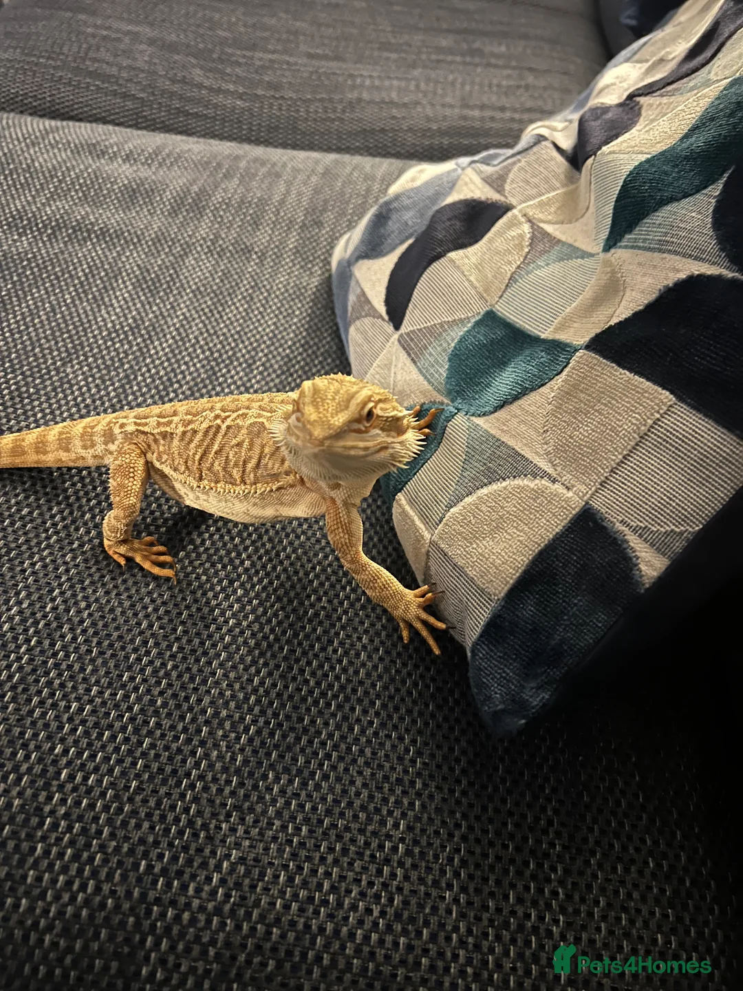 Dragon reptiles for sale: Leather back bearded dragon  - Advert 3