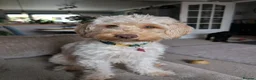 Cockapoo dogs for sale: 2 x Cockapoos - Advert 2