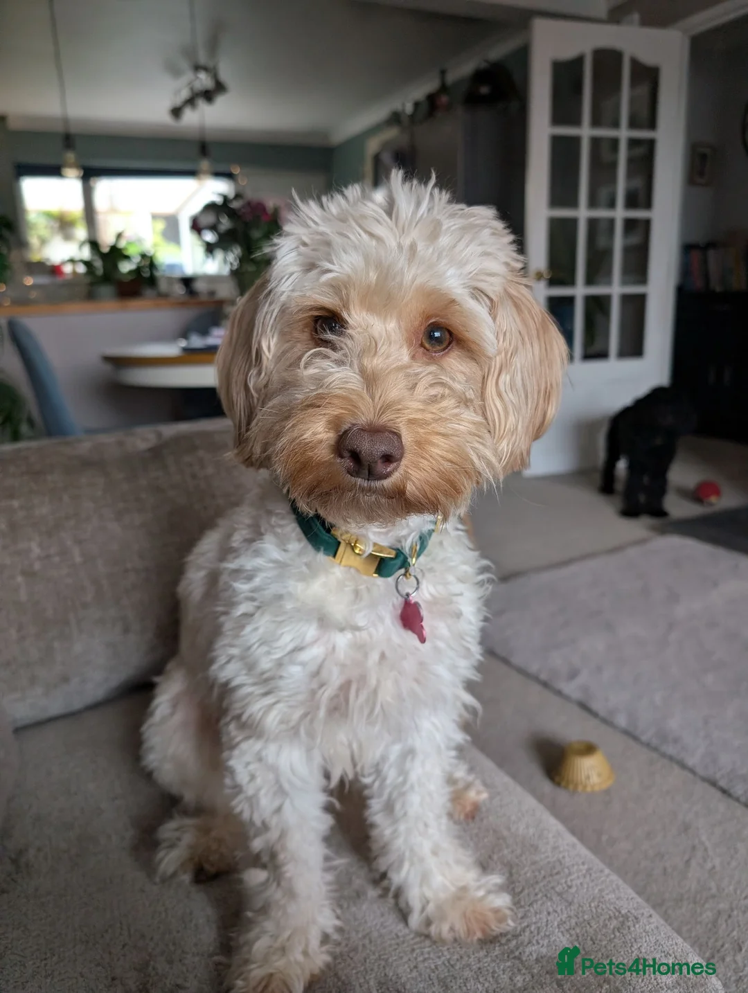 Cockapoo dogs for sale: 2 x Cockapoos - Advert 2