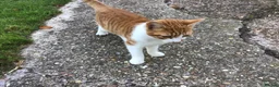 Mixed Breed cats for sale: Young cat in Colchester - Advert 2