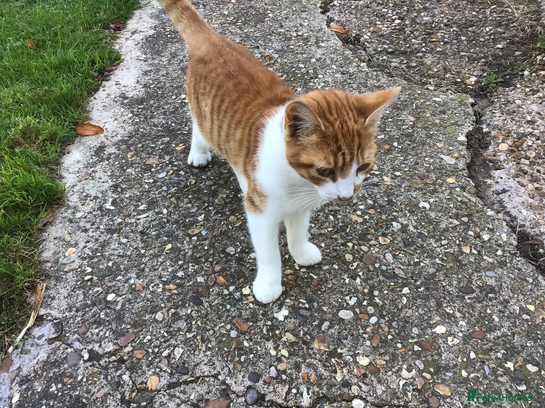 Mixed Breed cats for sale: Young cat in Colchester - Advert 2
