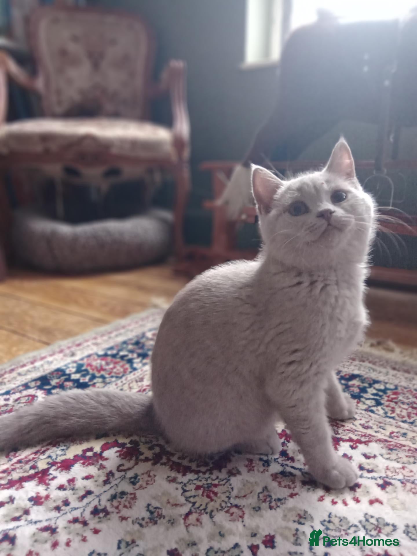British Shorthair cats for sale: Beautiful British Shorthair kittens  - Advert 4