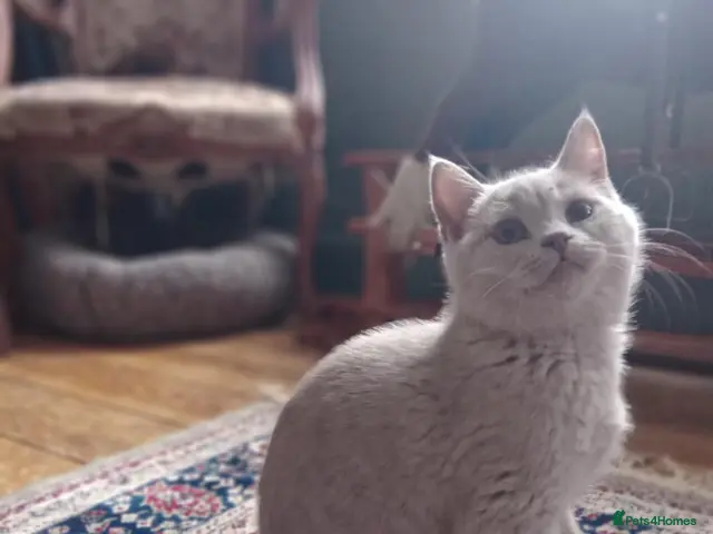 British Shorthair cats for sale: Beautiful British Shorthair kittens - Advert 4