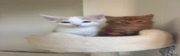 Mixed Breed cats for sale: Beautiful Bengal Mix Kittens Ready to go🐾 - Advert 37
