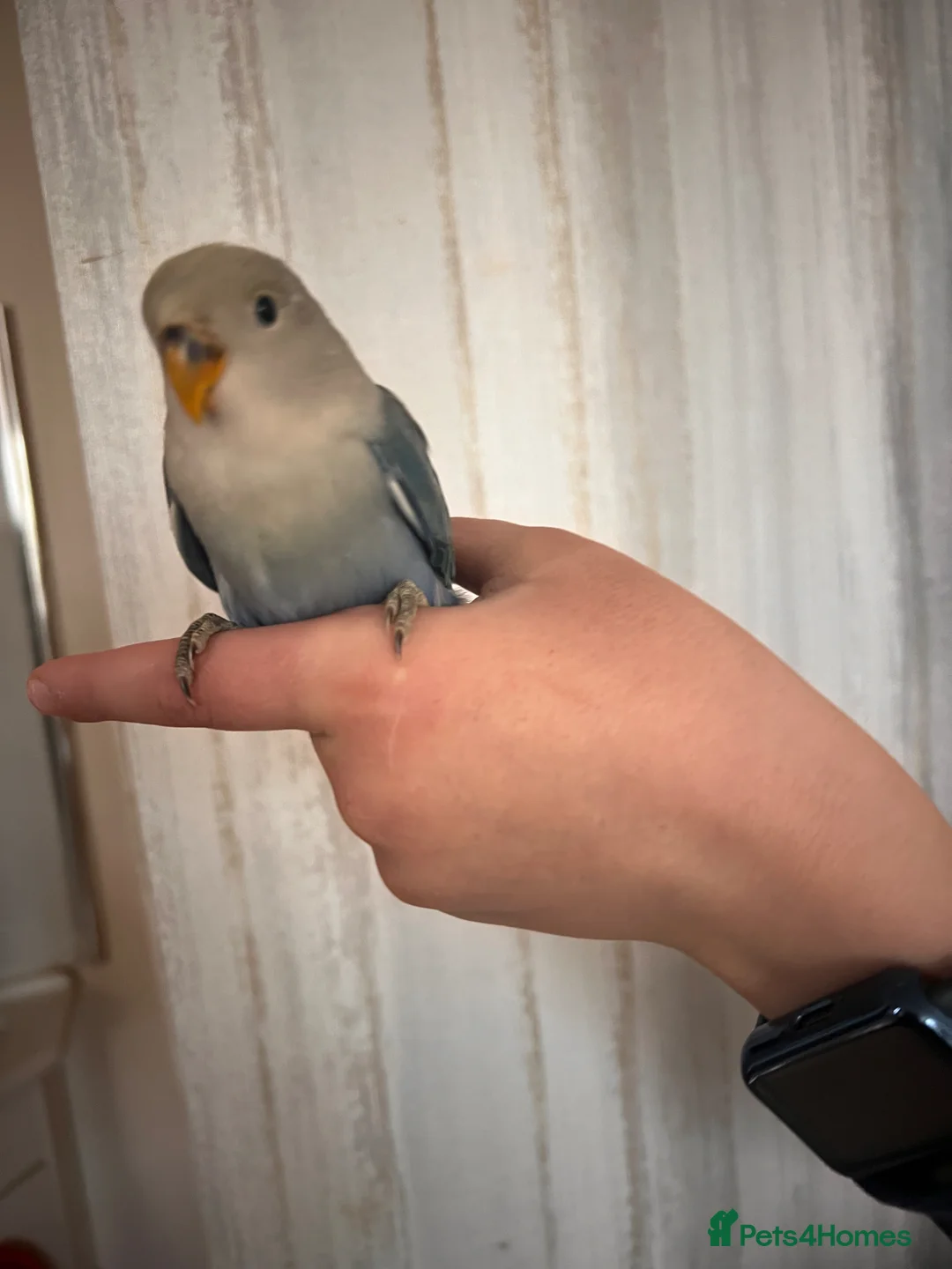 Lovebirds birds for sale: Cute young lovebirds - Advert 1