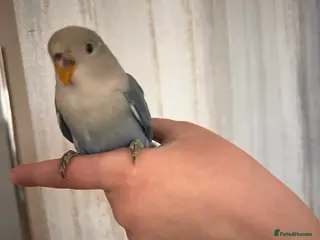 Lovebirds birds Cute young lovebirds - Advert 1