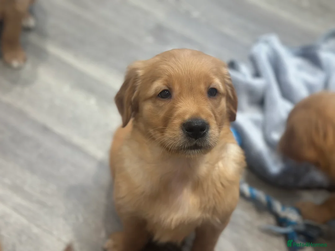 Golden Retriever dogs for sale: Dark Golden KC registered Golden retrievers - Advert 12