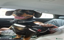 Dachshund dogs for sale: Rolo AJ  - Image 1
